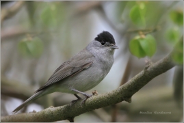 <p>PĚNICE ČERNOHLAVÁ (Sylvia atricapilla) /Eurasian blackcap - Mönchsgrasmücke/</p>